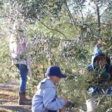 Wighton Family Olive Oil